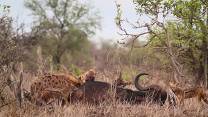 在非洲南部的国家公园发现鬣狗捕食33秒视频