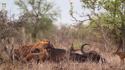 在非洲南部的Kruger国家公园发现Hyaena和视频