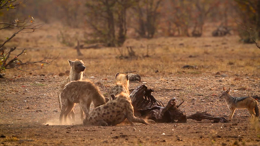 发现非洲南部Kruger国家公园的hyaena和黑视频