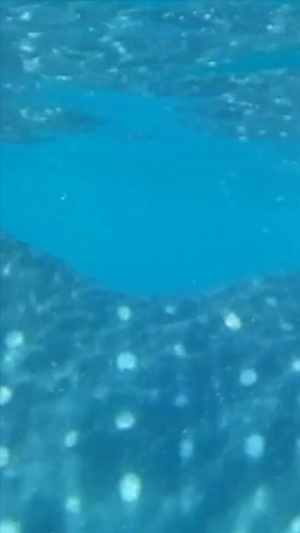 海洋动物鲸鲨世界环境日20秒视频