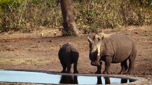 非洲南部国家公园南部白犀牛区南部25秒视频