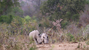 非洲南部Kruger国家公园南部白犀牛区南部45秒视频