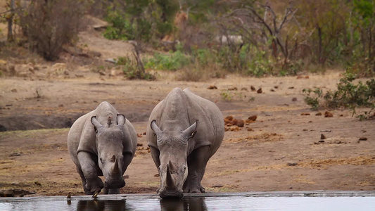 非洲南部Kruger国家公园南部白犀牛区南部视频