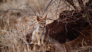非洲南部国家公园的黑背胡狼24秒视频