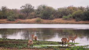 非洲南部国家公园的羚羊41秒视频