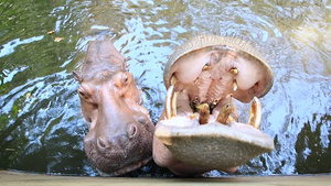 在池塘里吃河马和人们进食21秒视频