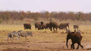 非洲南部国家公园非洲灌木大象15秒视频