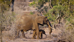 非洲南部克鲁格国家公园里的灌木大象24秒视频