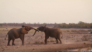 非洲南部克鲁格国家公园里的灌木大象28秒视频