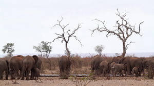 非洲南部国家公园非洲灌木大象29秒视频