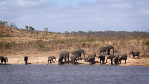 非洲南部Kruger国家公园非洲灌木大象31秒视频