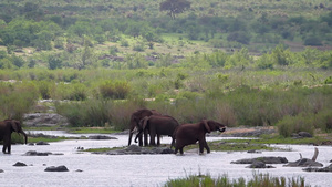 非洲南部国家公园非洲灌木大象21秒视频