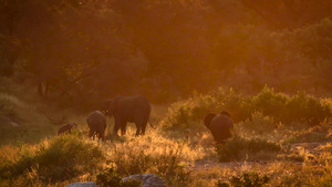 非洲南部国家公园非洲灌木大象28秒视频