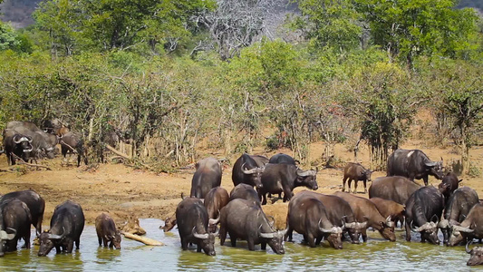 非洲南部Kruger国家公园的非洲水牛视频