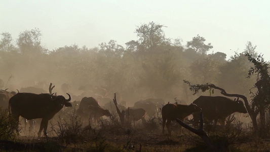 非洲南部Kruger国家公园的非洲水牛视频