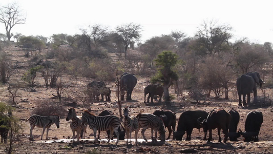 非洲南部的非洲水牛非洲大象和斑马视频