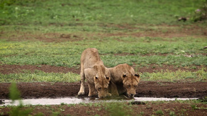 非洲南部Kruger国家公园的非洲狮子26秒视频