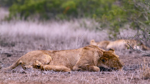 非洲南部克鲁格国家公园里的非洲狮子22秒视频