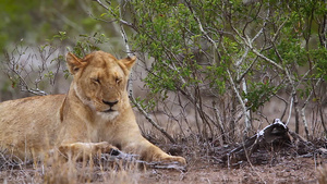 非洲南部Kruger国家公园的非洲狮子21秒视频