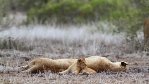 非洲南部克鲁格国家公园里的非洲狮子30秒视频