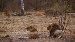 非洲南部国家公园的非洲狮子29秒视频