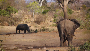 南非克鲁格国家公园的南部白犀牛和非洲丛林象28秒视频