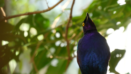 Rueppells椋鸟在热带雨林中异国情调的非洲野鸟视频