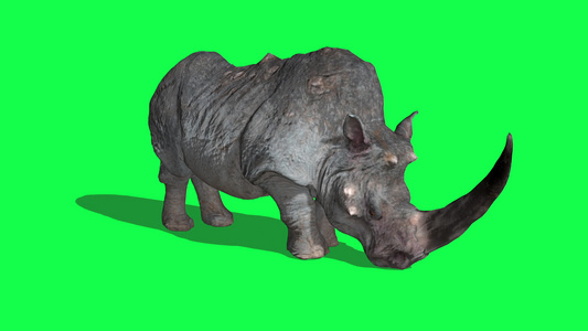 犀牛闲置和攻击绿屏3D形成动画动物视频