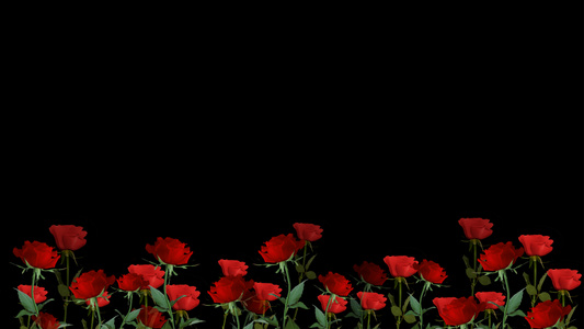 玫瑰花动画元素带透明度通道视频