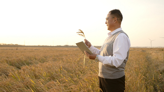 田野中查看水稻的农业研究人员视频