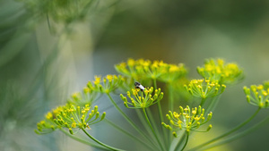 油菜花29秒视频