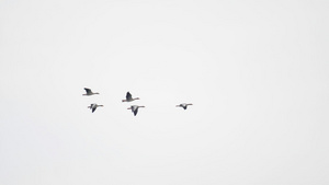 野鹅群在蓝色的天空中飞翔29秒视频