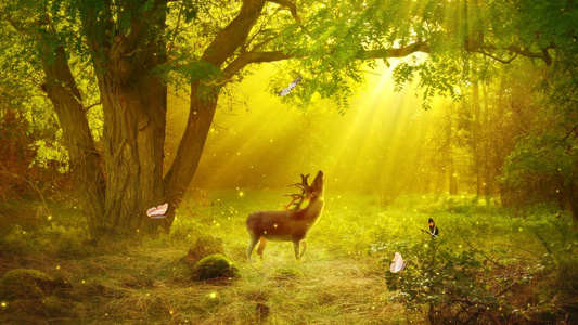 唯美黄昏的阳光照射在森林间动态视频背景元素视频