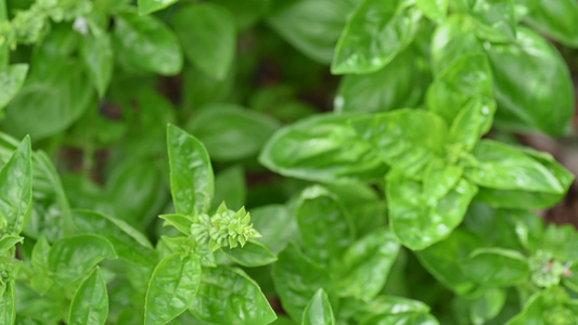 Basil食品用植物视频