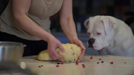 狗帮助主人做食物一只狗一只美国斗牛犬坐在厨房的桌子视频