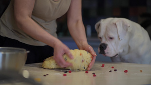 美国斗牛犬坐在厨房的桌子边看主人做饭20秒视频