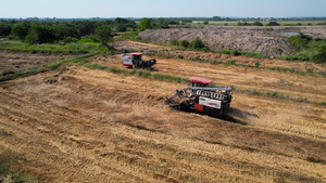 4K航拍农业机械化收割机在农田收麦子丰收场景39秒视频