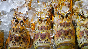 冰上的新鲜龙虾17秒视频