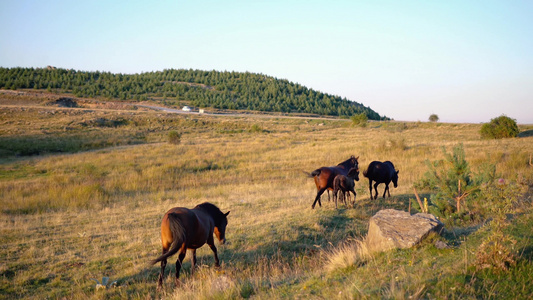 在山中草地上奔跑和放牧的马匹家庭视频