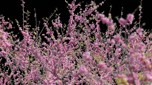 透明通道的3D樱花树从穿梭视频素材视频