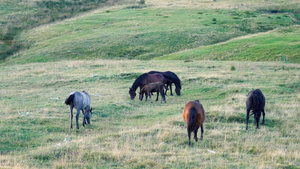 夏天在绿草地上赶着马群14秒视频