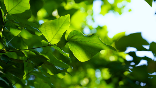 4k实拍夏日阳光下的绿色树叶空镜头视频