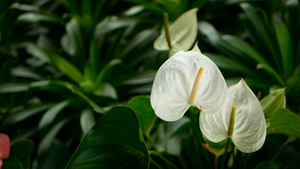 百合花花园里盛开的黄色花朵15秒视频