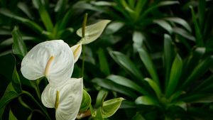 野生微妙的有毒百合花花园里盛开的黄色花朵以天然花卉10秒视频