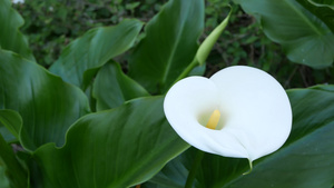 白色马蹄莲花和深绿色的叶子12秒视频