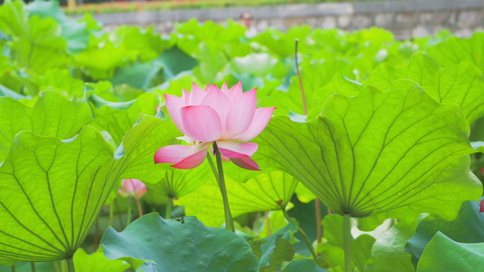 8K实拍夏季风景荷花视频