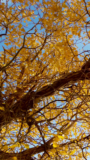 拍摄额济纳胡杨林摇曳的树叶42秒视频