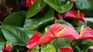 红色的马蹄莲花和深绿色的叶子11秒视频