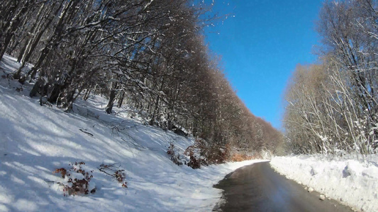 冬季公路野林公路冬季松林雪覆盖的树木视频