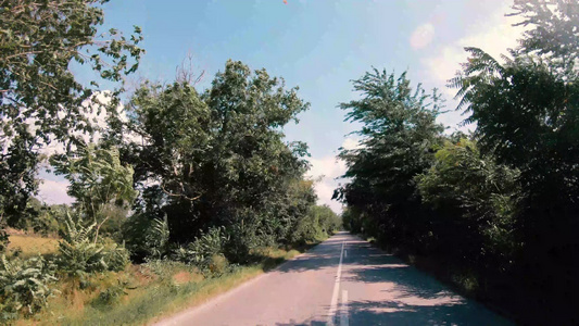 穿过树木隧道拱门的农村公路视频
